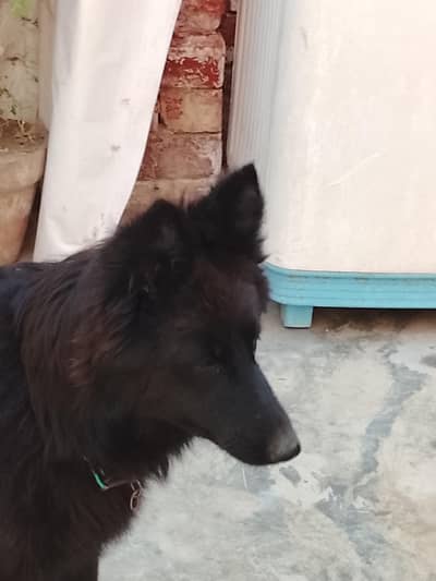 black Shepherd female  contact number03254007709