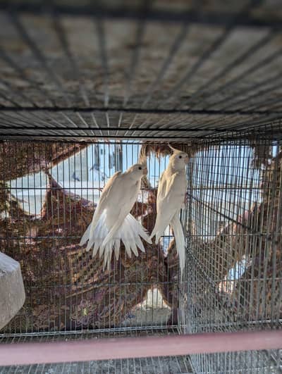 Eno cocktail breeder pair