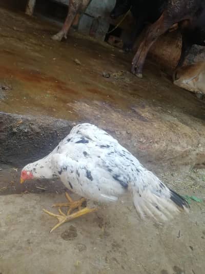 Exchange avalible 03226313670 and sale. bi avalible ha