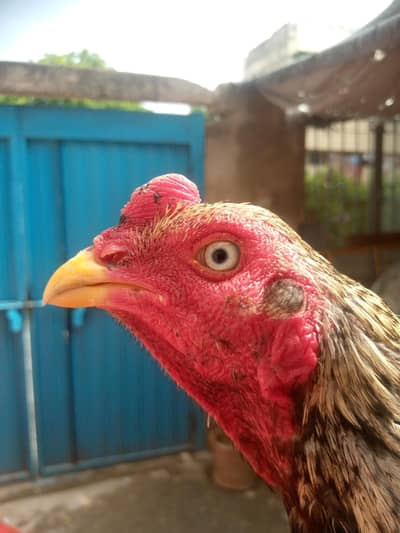 assel Mianwali jawa murga