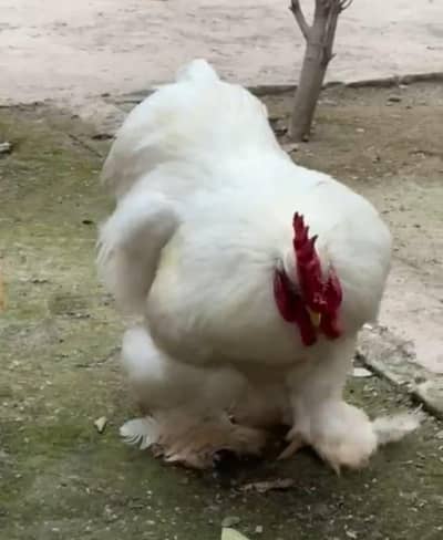 Healthy n Active Ready to Breed Pair