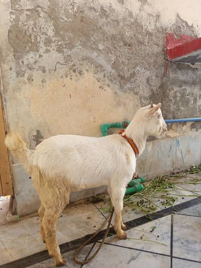 pure teddy goat (white bakra)