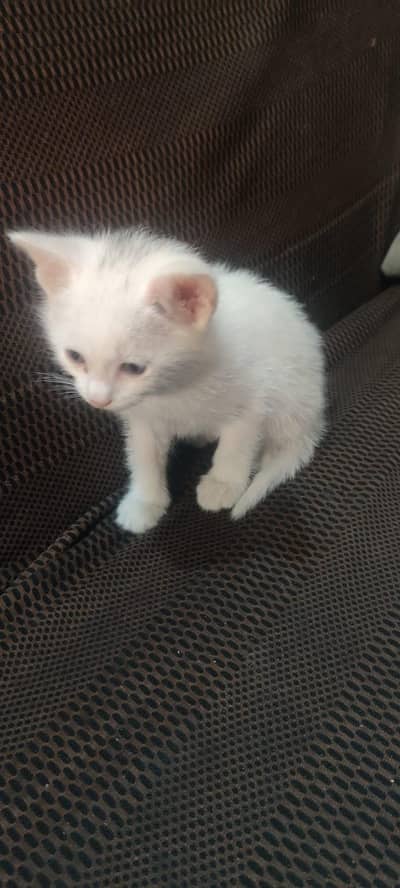 Persian kittens full white