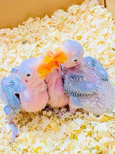 Raw baby  kashmiri big size