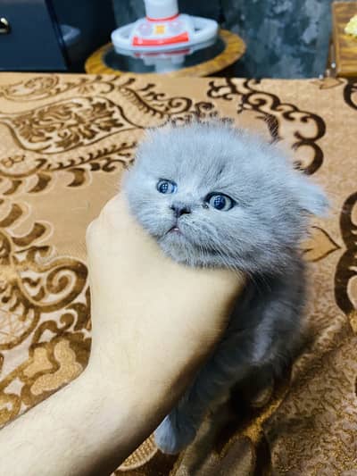 Female Persion Kitten