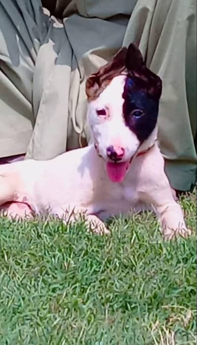 all Pakistan available