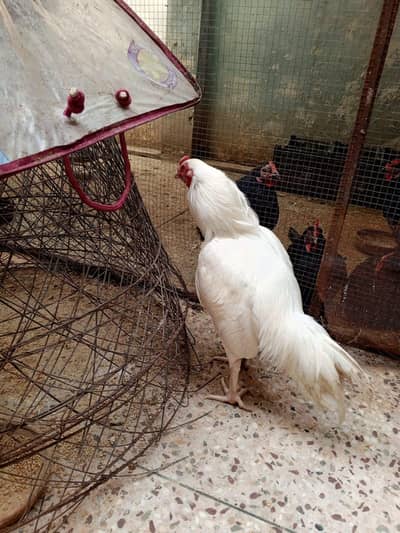 Chickens(Hens) For Sale