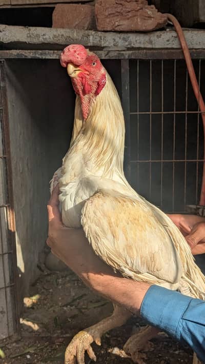 Pure Indian Parrot beak Male