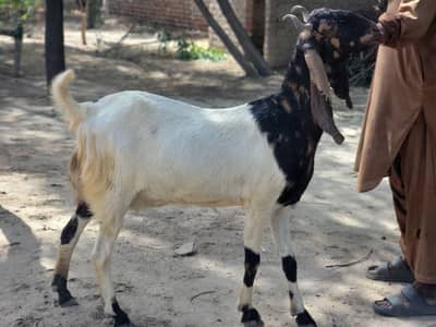 Pateri Ajraki Ghabban Pregnant Sale