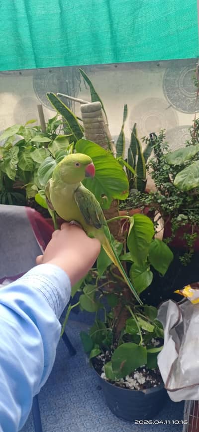 ring neck parrot ha bit nhi kar ta female ha