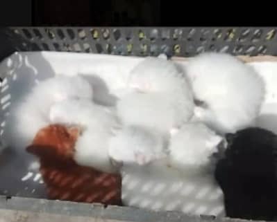 beautiful kitten for sale affordable price me