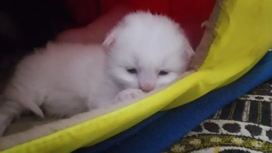 beautiful kitten for sale affordable price me — photo 3