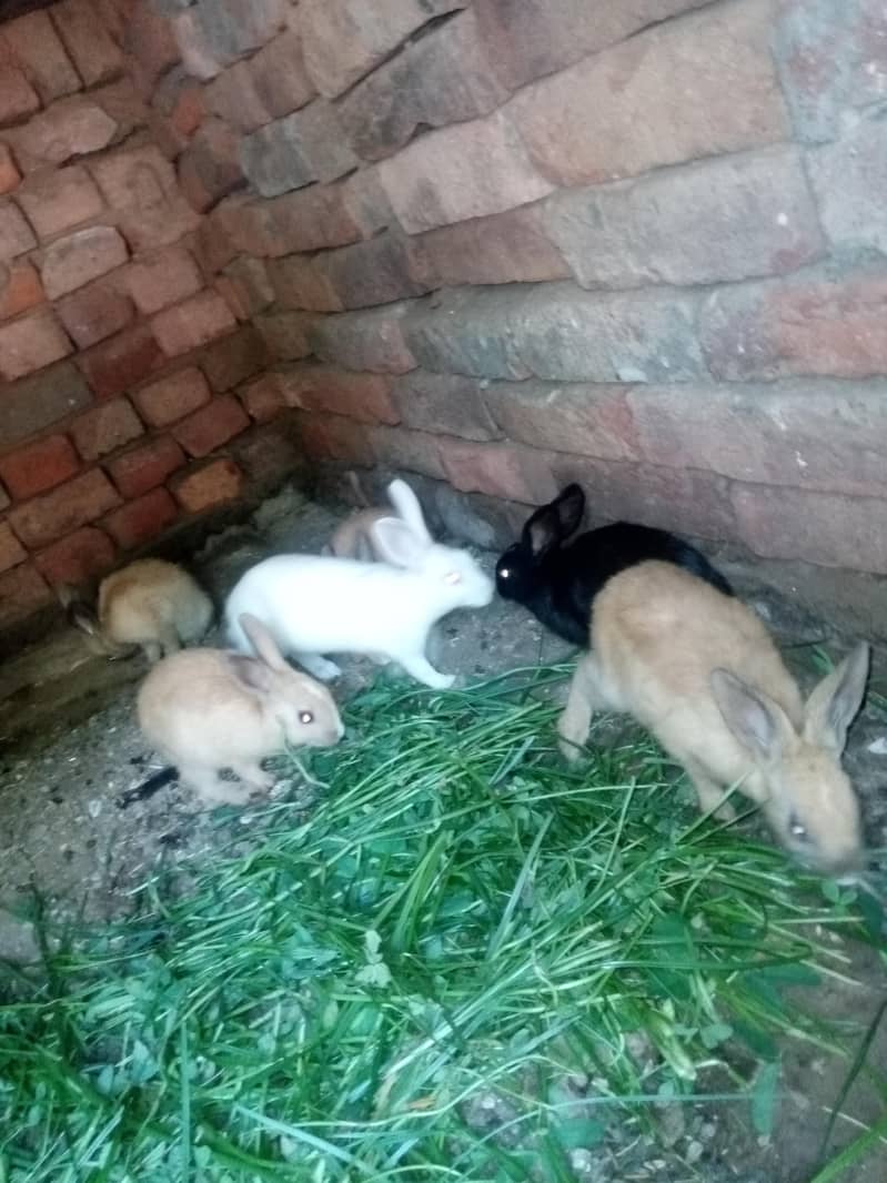 Rabbits 1