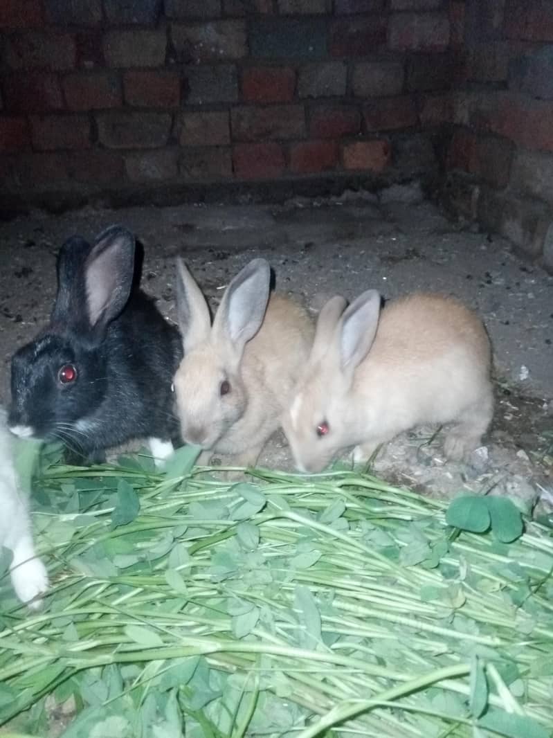 Rabbits 2