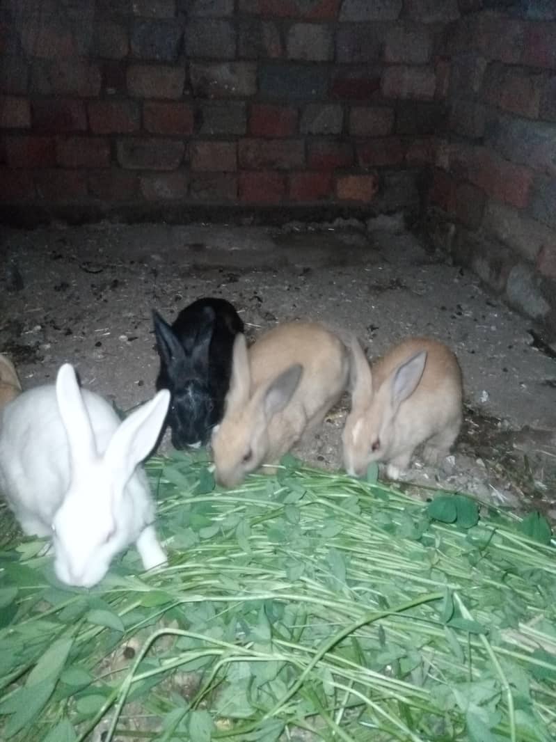 Rabbits 3