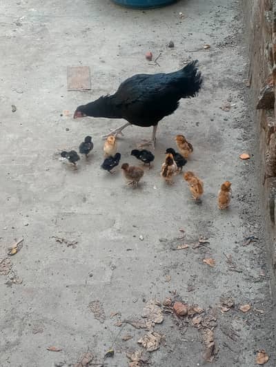 Pure Mianwali Aseel chiks 0327-6446356