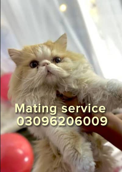 only mating service 03096206009