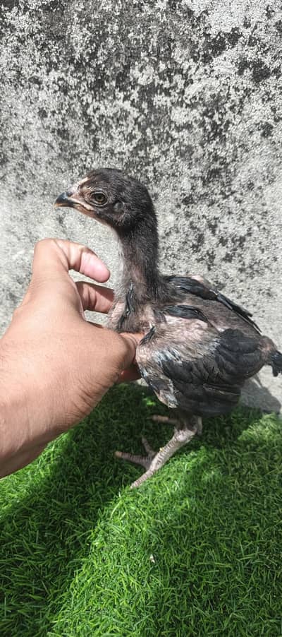 Shamo x Aseel Chicks