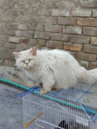 Blue eyes Punch face male cat