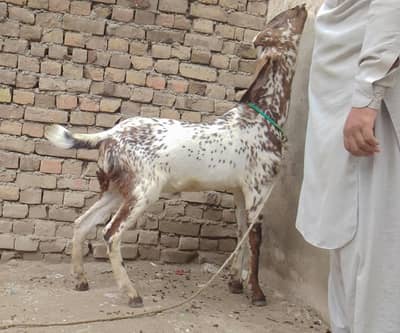 Proud Spotted Goat
