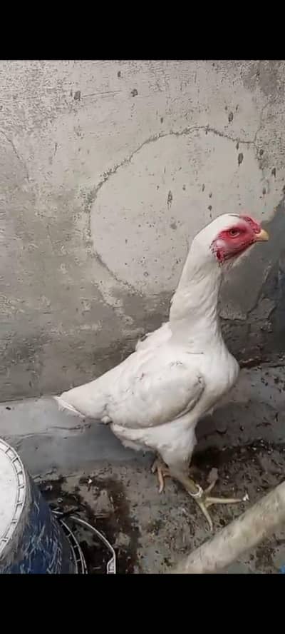 White Shamo Female For Sale