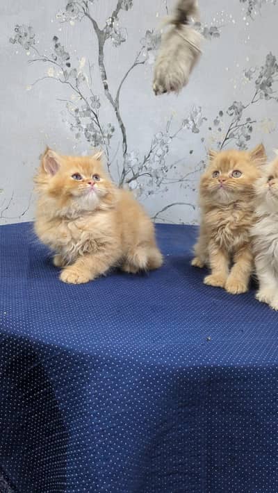 bhallo Persian kittens for sale