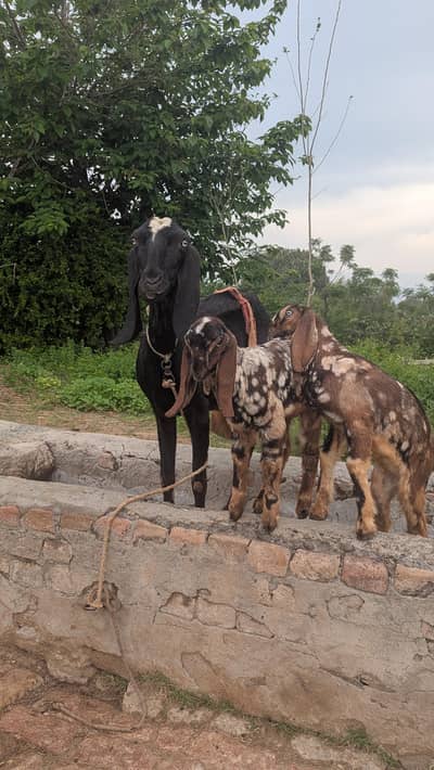 Fresh delivery goat with two  kids