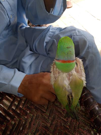 hand tamed and talking male