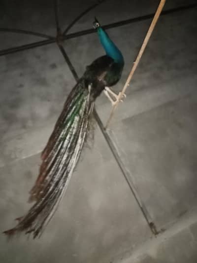 Black Shoulder Chicks