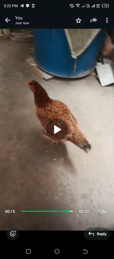 desi aseel murgi hen