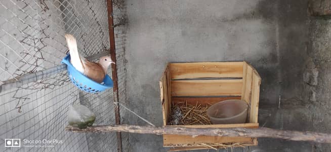 Dove pairs ready for breed