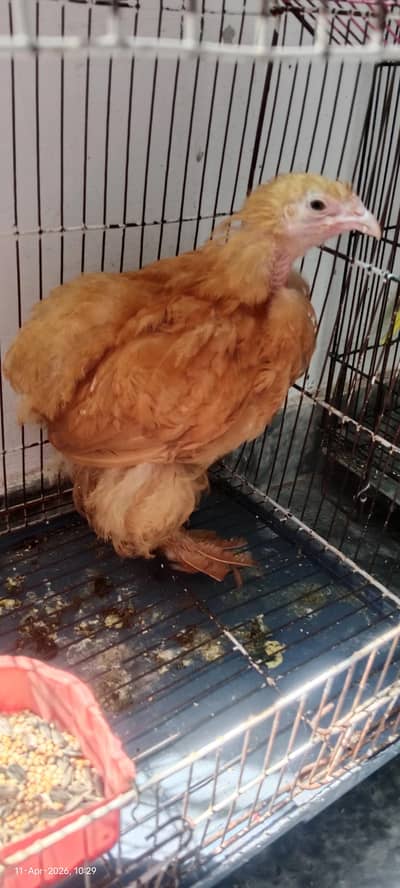 golden buff | hen | rooster | chicks