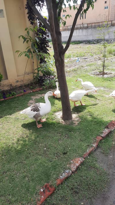 1 female duck with 3 baby chicks