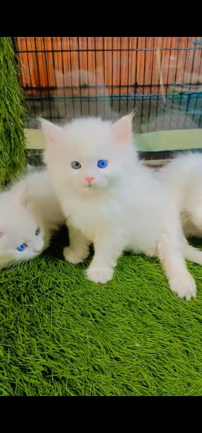 Quality Persian Punch face cat & kitten is 03233614642 WhatsApp