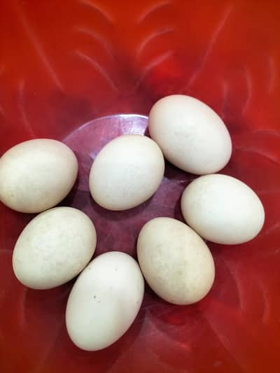 ASEEL EGGS FOR SALE