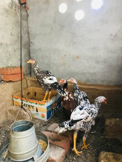 aseel chhini nasal for sale new 10by10 so beautiful