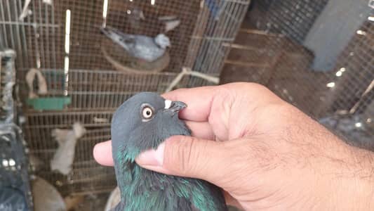 shahjahanpuri chapra