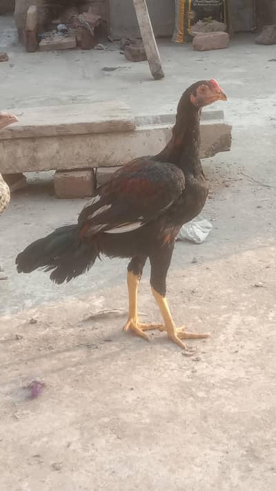 do female ha Ando py ha murgy k maa bap ha dakh skty ap