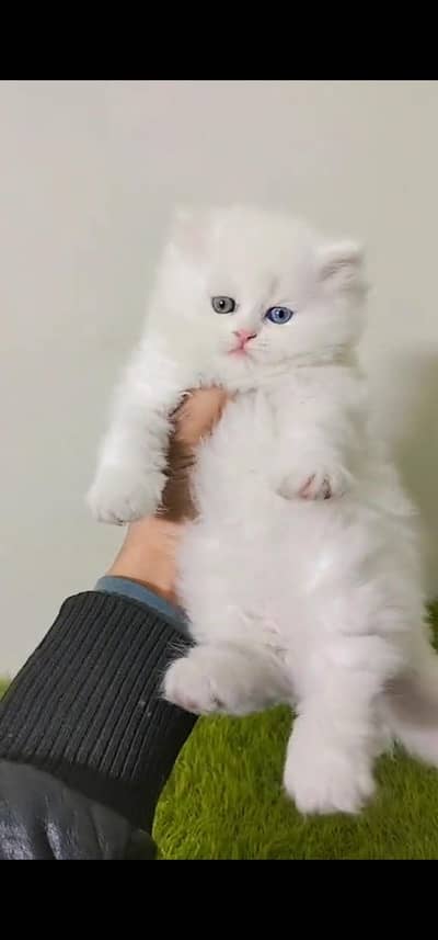 Quality Persian Punch face cat & kitten is 03233614642 WhatsApp