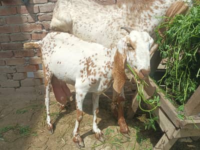 fresh 6 dant active makhi. cheena nasal ha. 03237612621