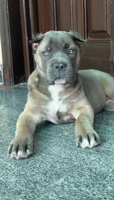 Formentino cane corso female