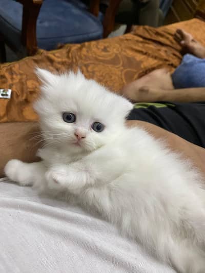 Female Persion Kitten
