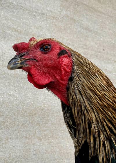 Black eyes Thai pakoya Patha for sale ha