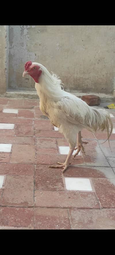 MashAllah Paper white aseel