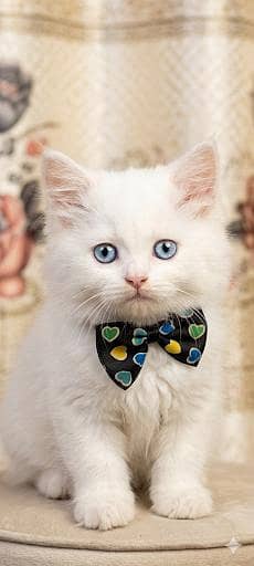 The White Kitten – Little Prince of Mischief