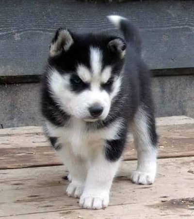 Siberian Husky Pups Available For Sale || Heavy Bone Structure