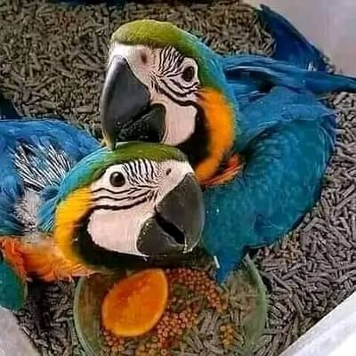 Blue and gold macaw chicks for sale age 3 month