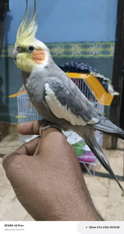 Kal sy missing ha kisi ko Milly TU plss mujhay contact karin pasy k ba