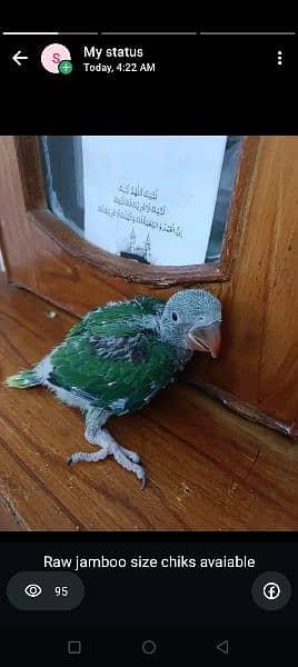 Pure kashmari jamboo size male bacha near to self