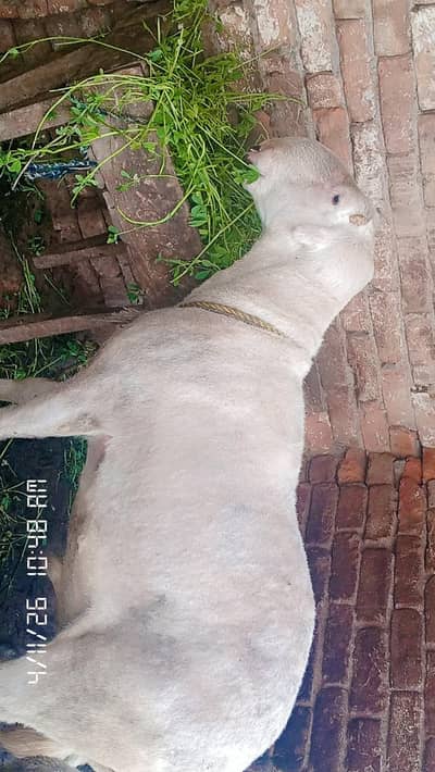 Bilkul zabrdust hai Apko Pasand aye ga qurbani waly aooo